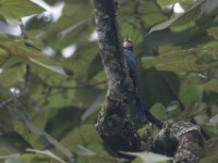 White-headed Wood Hoopoe (Phoeniculus bollei)