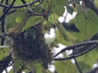 Green Broadbill (Calyptomena viridis)