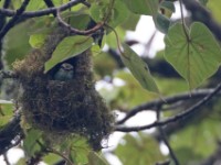 Green Broadbill (Calyptomena viridis)