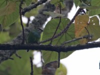 Green Broadbill (Calyptomena viridis)