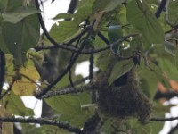 Green Broadbill (Calyptomena viridis)