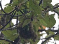Green Broadbill (Calyptomena viridis)