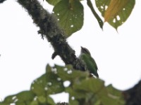 Green Broadbill (Calyptomena viridis)