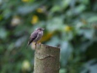 African Dusky Flycatcher (Muscicapa adusta)