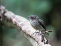 African Dusky Flycatcher (Muscicapa adusta)