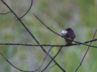 African Dusky Flycatcher (Muscicapa adusta)