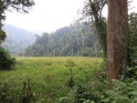 Mubwindi Swamp Ruhija
