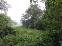 Mubwindi Swamp Ruhija