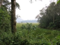 Mubwindi Swamp Ruhija