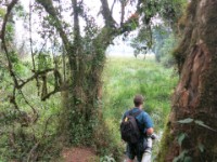 Mubwindi Swamp Ruhija