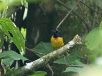 Strange Weaver (Ploceus alienus)