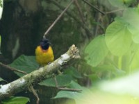 Strange Weaver (Ploceus alienus)