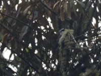 Bocage's Bushshrike (Chlorophoneus bocagei)