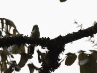 Bocage's Bushshrike (Chlorophoneus bocagei)