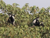 Mantled Guereza (Colobus guereza)