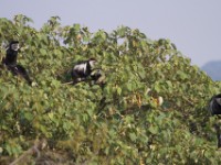 Mantled Guereza (Colobus guereza)