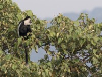 Mantled Guereza (Colobus guereza)