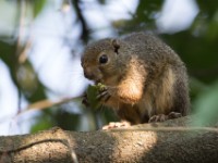Carruther's Mountain Squirrel (Funisciurus carruthersi)