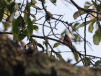 Northern Double-collared Sunbird (Cinnyris reichenowi)