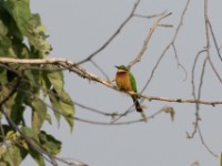 Cinnamon-chested Bee-eater (Merops oreobates)
