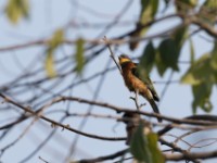 Cinnamon-chested Bee-eater (Merops oreobates)