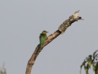Cinnamon-chested Bee-eater (Merops oreobates)
