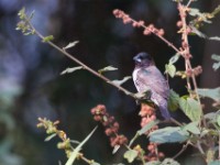 Bronze Mannikin (Lonchura cucullata)