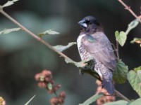 Bronze Mannikin (Lonchura cucullata)