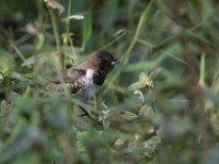 Bronze Mannikin (Lonchura cucullata)