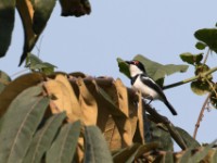 Brown-throated Wattle-eye (Platysteira cyanea)