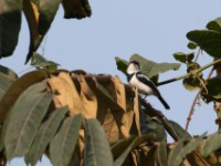 Brown-throated Wattle-eye (Platysteira cyanea)