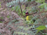 Doherty's Bushshrike (Telophorus dohertyi)