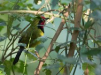 Doherty's Bushshrike (Telophorus dohertyi)