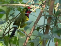Doherty's Bushshrike (Telophorus dohertyi)