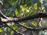 Red-headed Malimbe (Malimbus rubricollis)