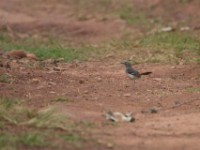 Brown-backed Scrub Robin (Cercotrichas hartlaubi)
