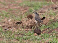 Brown-backed Scrub Robin (Cercotrichas hartlaubi)