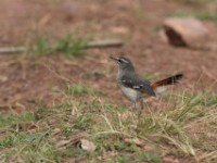 Brown-backed Scrub Robin (Cercotrichas hartlaubi)