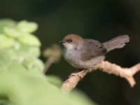 Chubb's Cisticola (Cisticola chubbi)