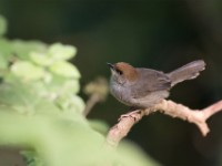 Chubb's Cisticola (Cisticola chubbi)
