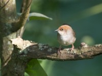 Chubb's Cisticola (Cisticola chubbi)