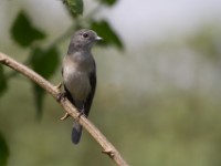 White-eyed Slaty Flycatcher (Melaenornis fischeri)