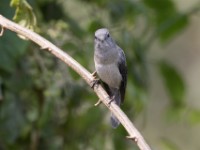 White-eyed Slaty Flycatcher (Melaenornis fischeri)