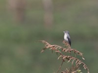 White-eyed Slaty Flycatcher (Melaenornis fischeri)
