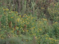 Habitat