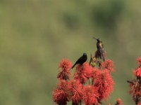 Bronzy Sunbird (Nectarinia kilimensis)
