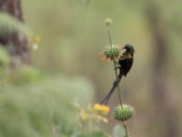 Bronzy Sunbird (Nectarinia kilimensis)