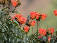Bronzy Sunbird (Nectarinia kilimensis)