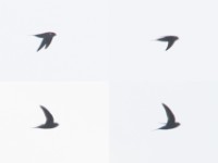 Scarce Swift (Schoutedenapus myoptilus)