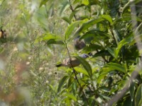 Yellow-bellied Waxbill (Coccopygia quartinia)